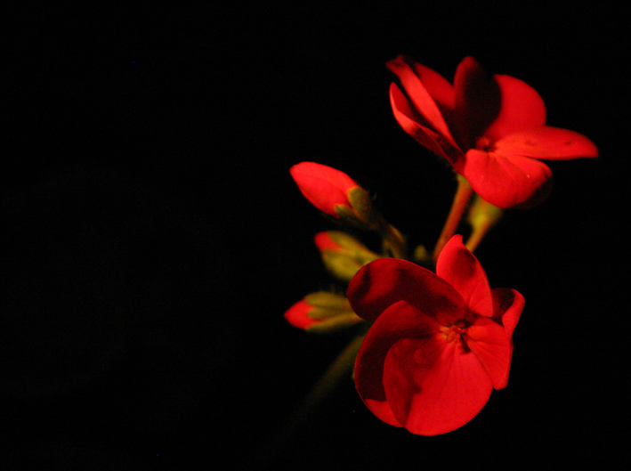 Fotografía por therussian para DesignCrowd (Community Contests) | Diseño #9082782