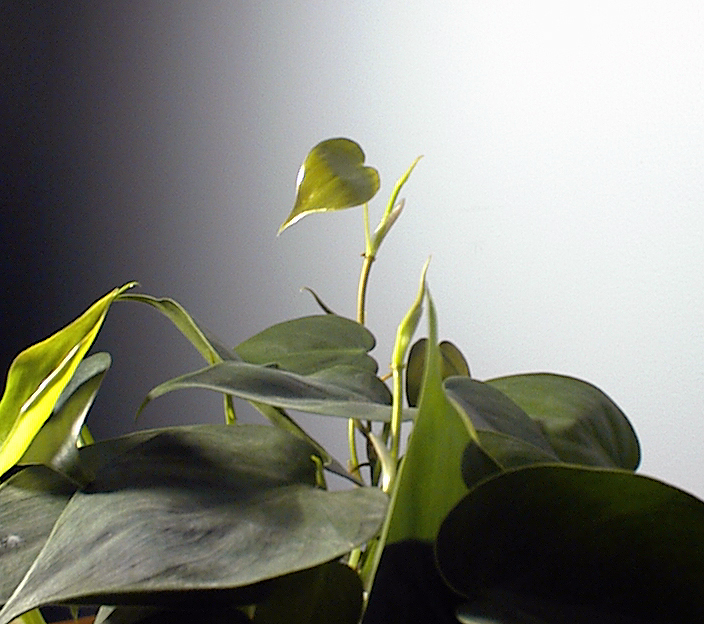 Fotografie von rgporter für DesignCrowd (Community Contests) | Design #9082881