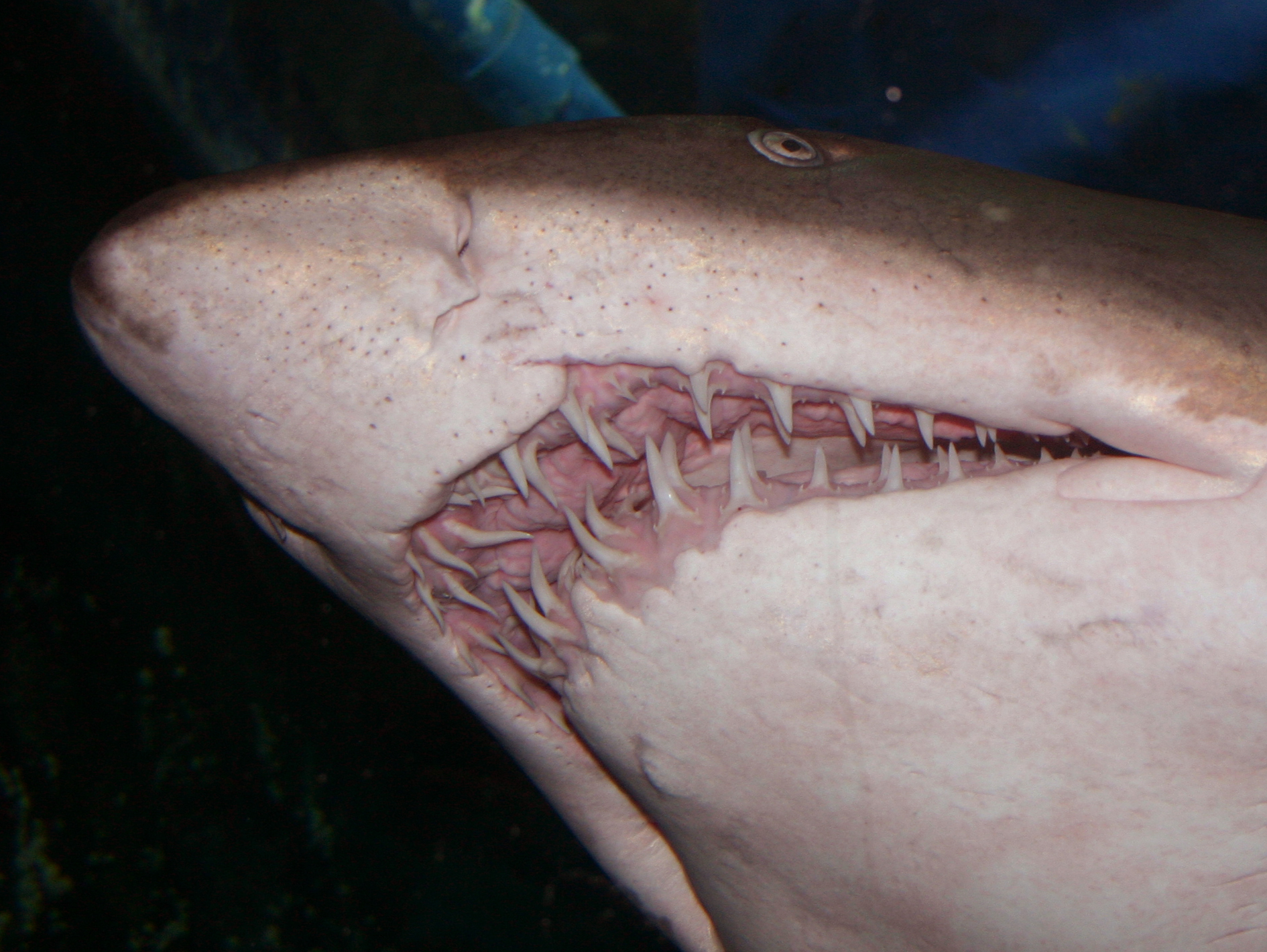 Fotografía por Tori2004 para DesignCrowd (Community Contests) | Diseño #9107088