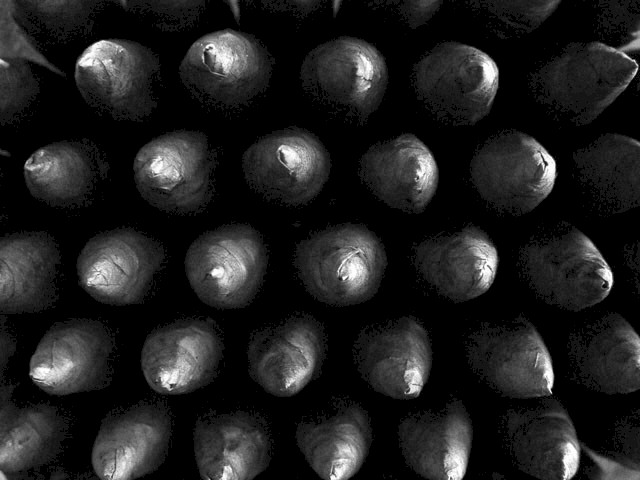 Fotografie von GIGGLECAM für DesignCrowd (Community Contests) | Design #9107106