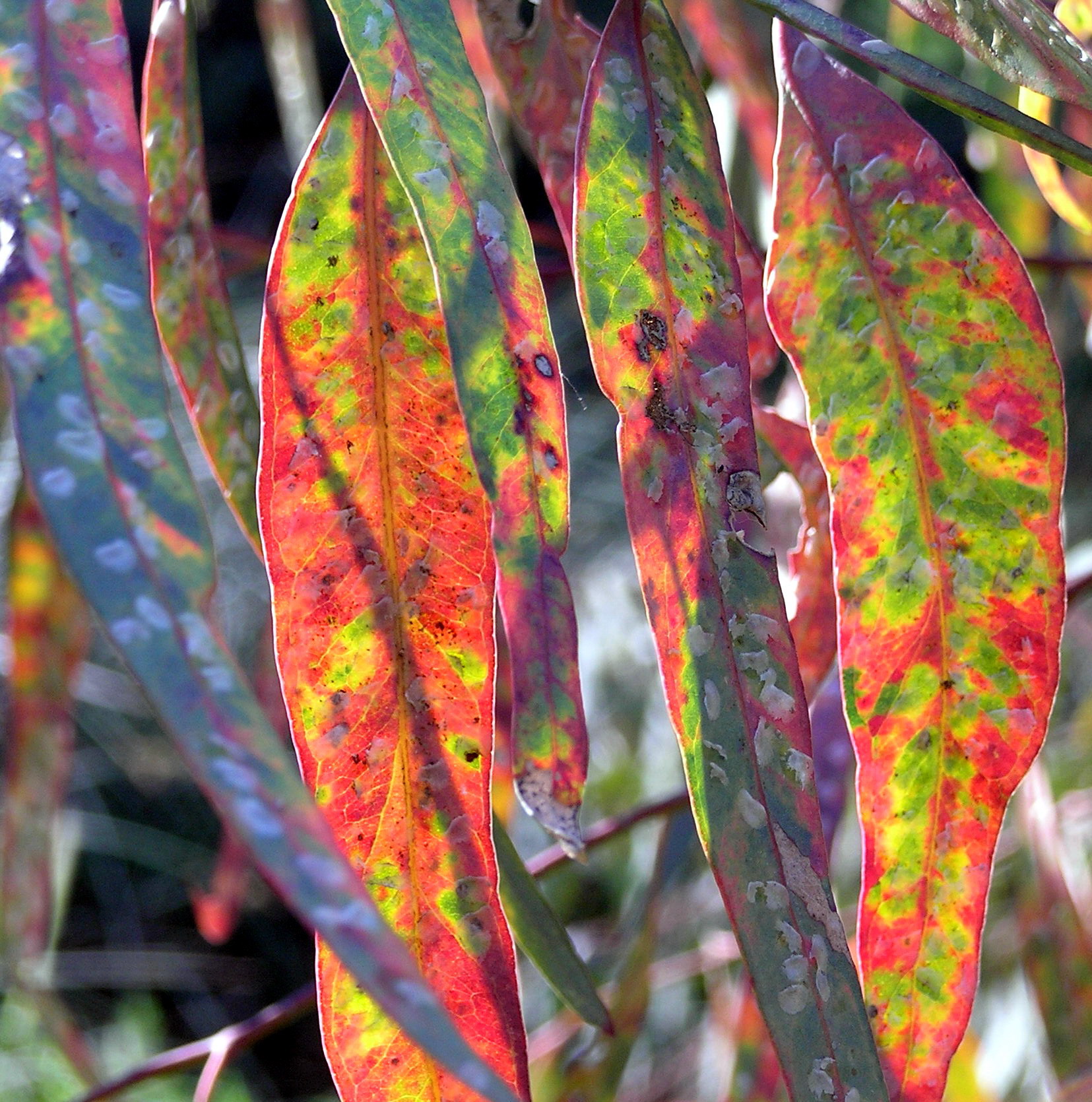 Photography by virtualstrauss for DesignCrowd (Community Contests) | Design #9107126