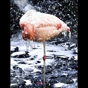 Photoshop Design by saufnase