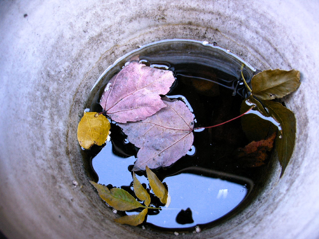 Fotografía por PepperRSM para DesignCrowd (Community Contests) | Diseño #9084272