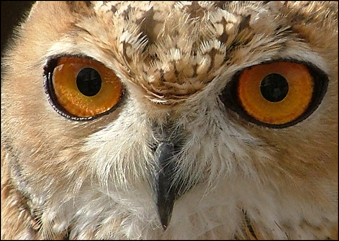 Fotografía por MilaCroft para DesignCrowd (Community Contests) | Diseño #9108550