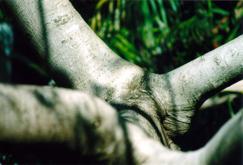 Fotografía por joilui para DesignCrowd (Community Contests) | Diseño #9105502