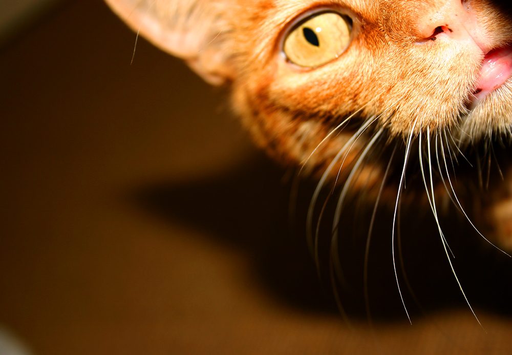 Photography by MrNelson for DesignCrowd (Community Contests) | Design #9105474