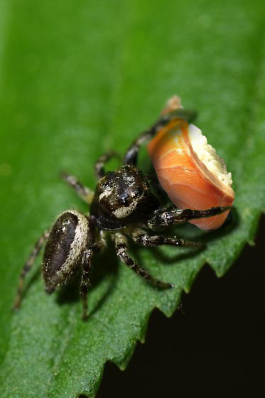 Diseño de Photoshop por iddad1337 para DesignCrowd (Community Contests) | Diseño #9081856