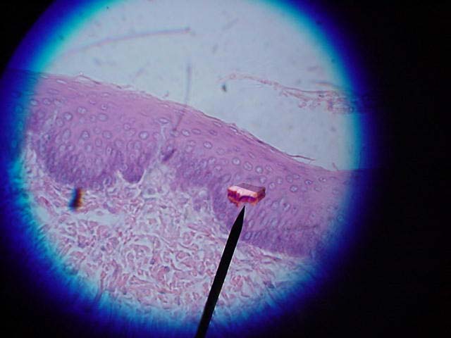 Diseño de Photoshop por Deborahb para DesignCrowd (Community Contests) | Diseño #9082076