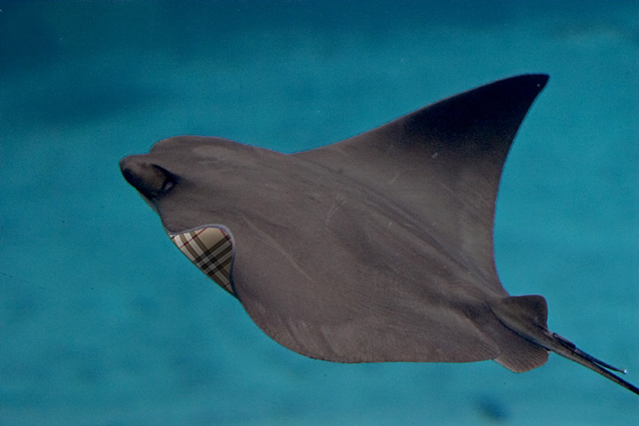 Photoshop-Design von iddad1337 für DesignCrowd (Community Contests) | Design #9103634