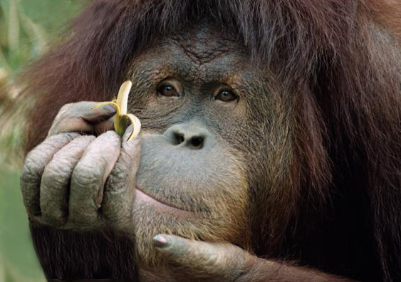 Photoshop Design by Netali for DesignCrowd (Community Contests) | Design #9082050