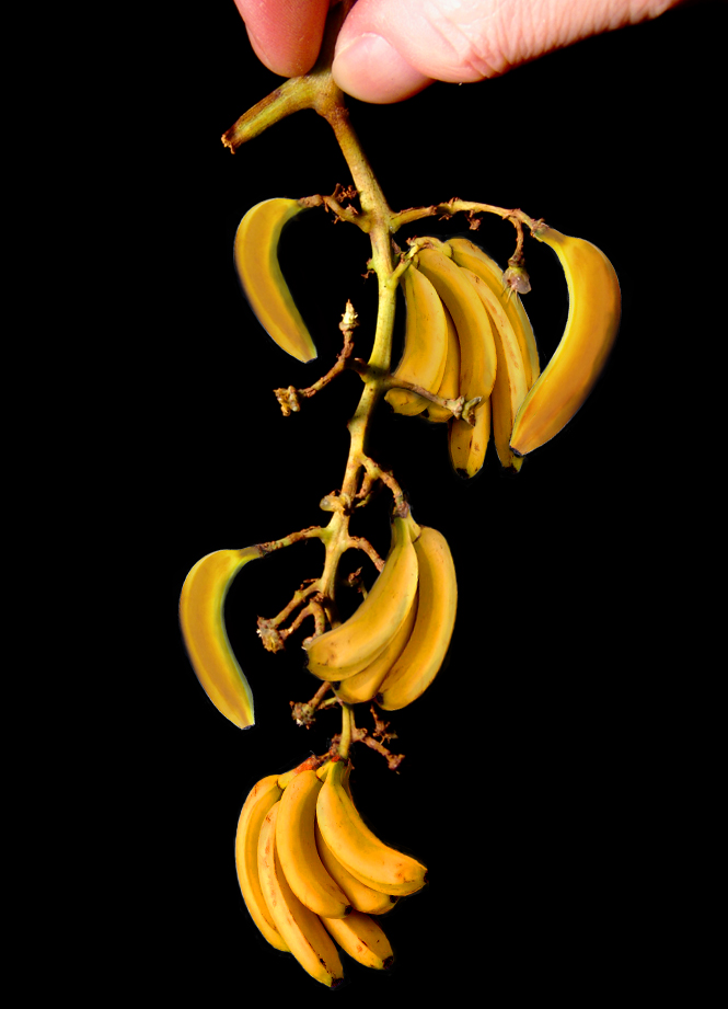 Photoshop-Design von Dziedzic für DesignCrowd (Community Contests) | Design #9082070