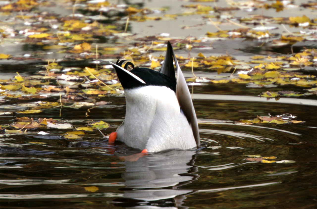 Photography by BatteryBride for DesignCrowd (Community Contests) | Design #9105677