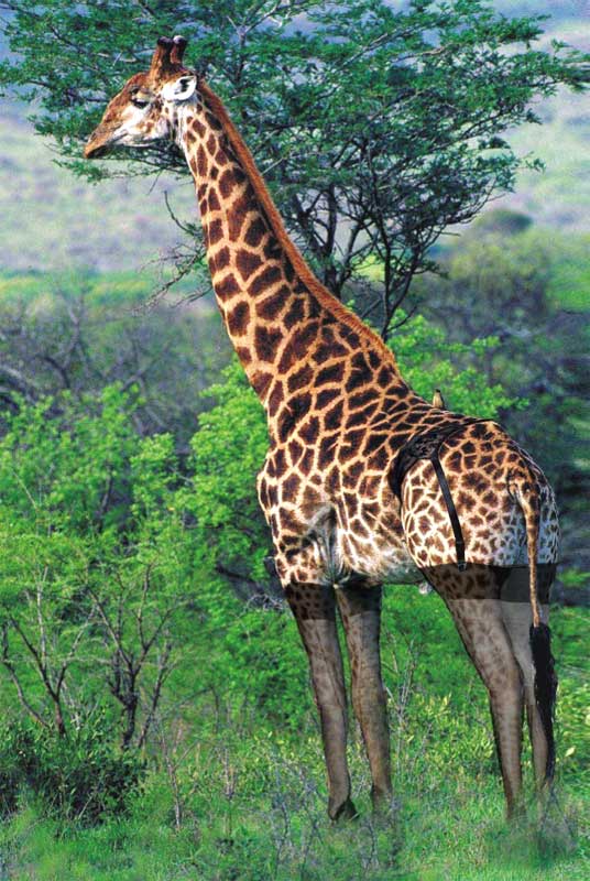 Photoshop Design by robberth for DesignCrowd (Community Contests) | Design #9103864