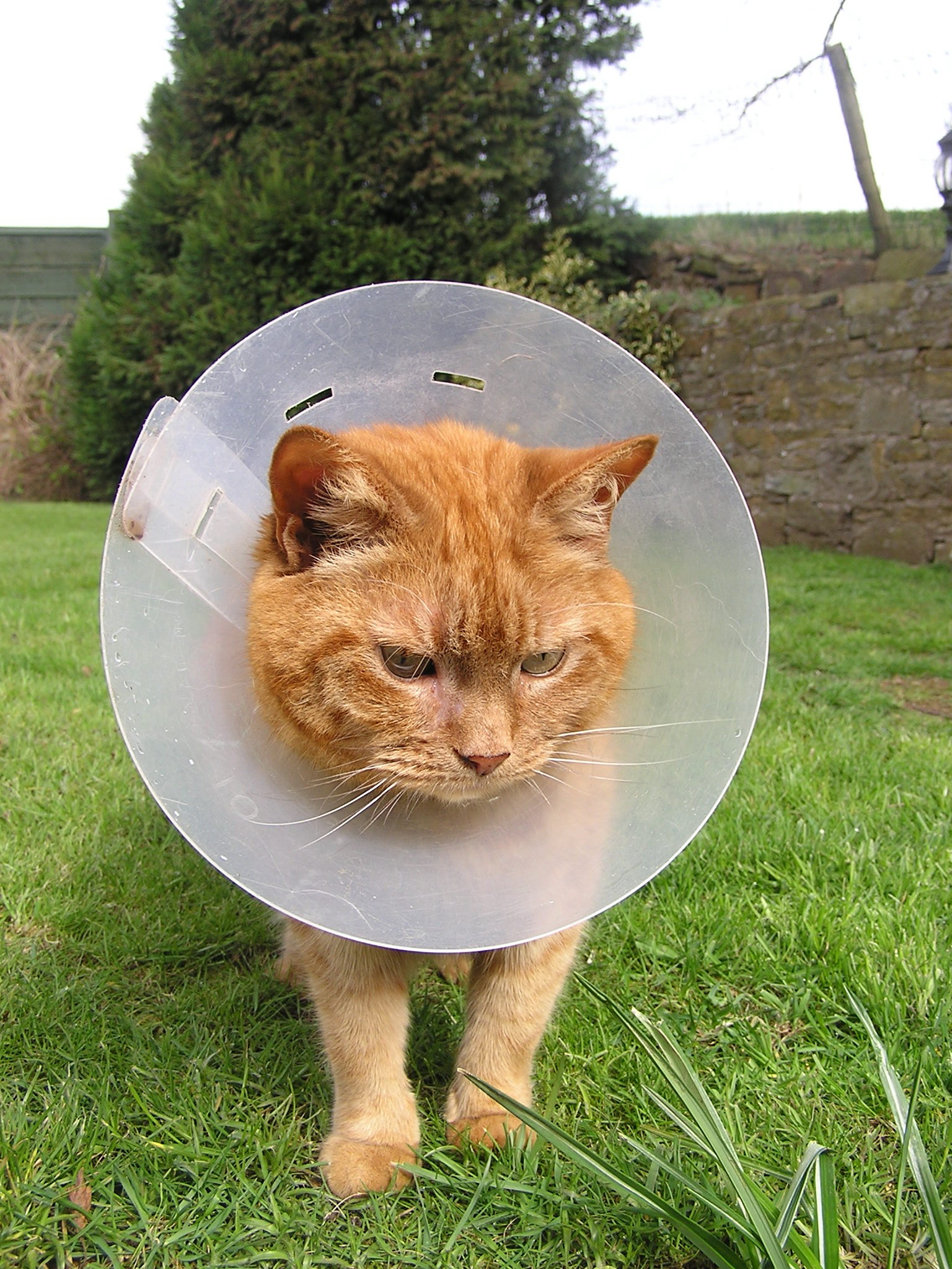 Fotografía por angellivia para DesignCrowd (Community Contests) | Diseño #9099019