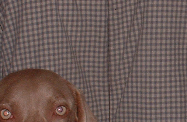 Fotografía por Flutterby para DesignCrowd (Community Contests) | Diseño #9105689