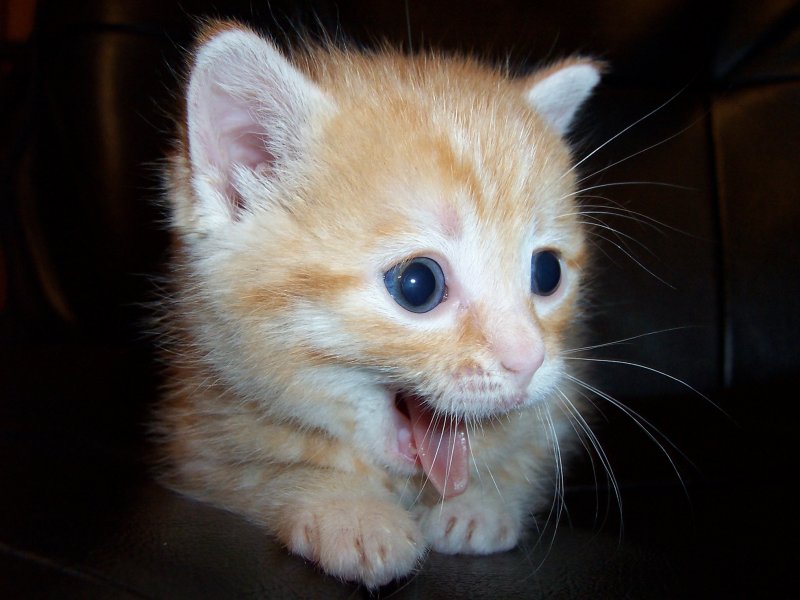 Photography by hephzibah for DesignCrowd (Community Contests) | Design #9099014