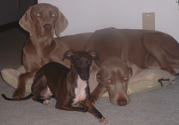 Fotografía por Flutterby para DesignCrowd (Community Contests) | Diseño #9106759