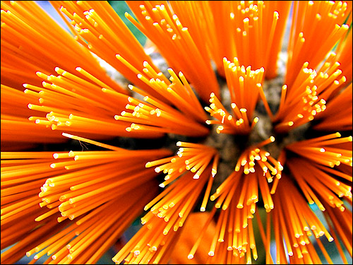 Photographie par FastLane pour DesignCrowd (Community Contests) | Design #9103125