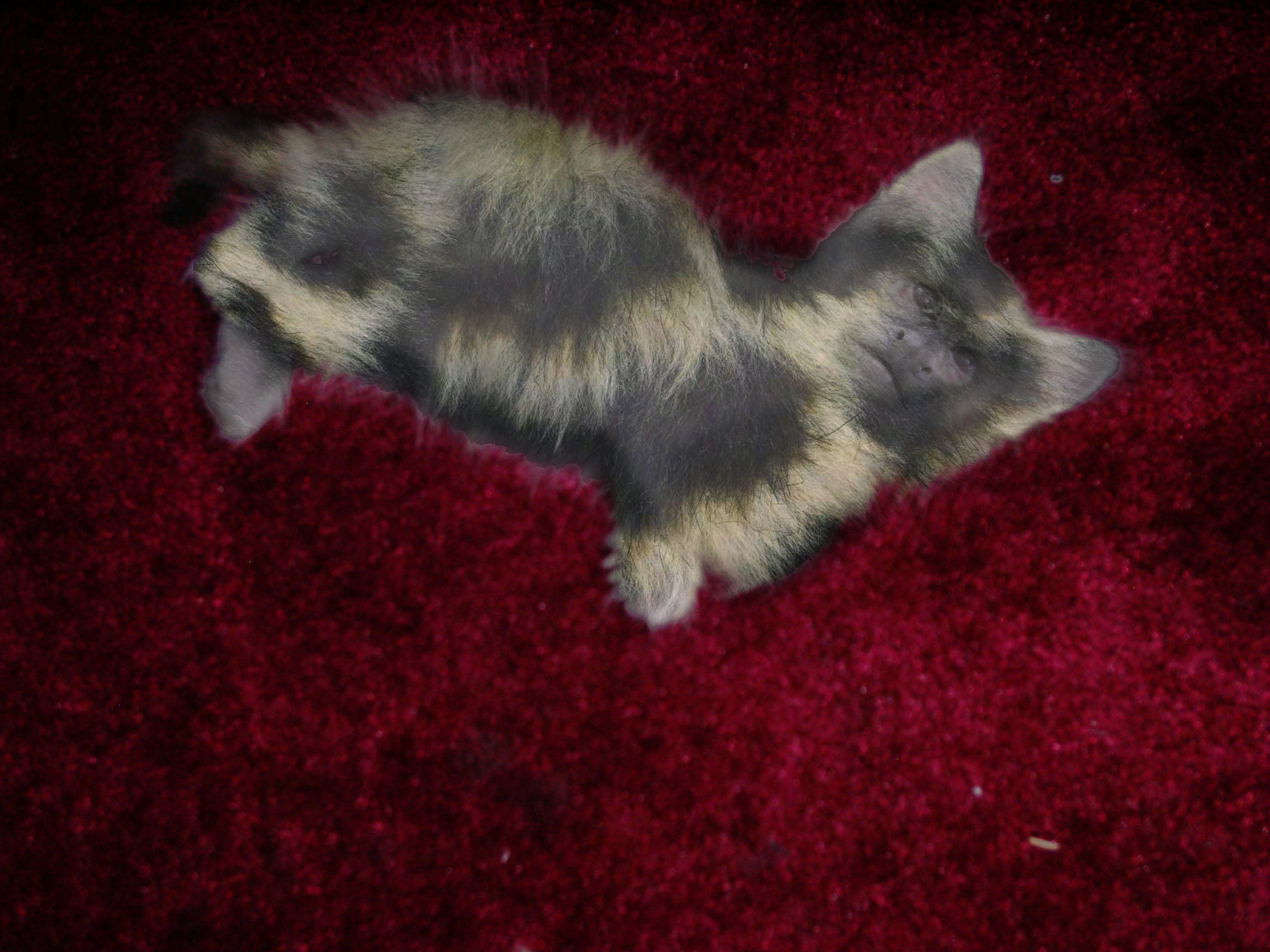 Photoshop Design by A1A1L1O1A1A1M2 for DesignCrowd (Community Contests) | Design #9105622