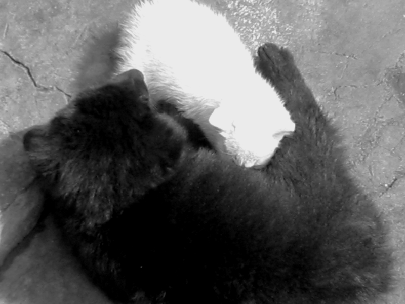 Photography by Juntis for DesignCrowd (Community Contests) | Design #9106847