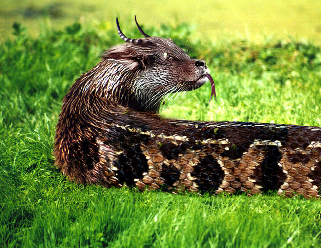 Photoshop Design by Partyshot for DesignCrowd (Community Contests) | Design #9105625