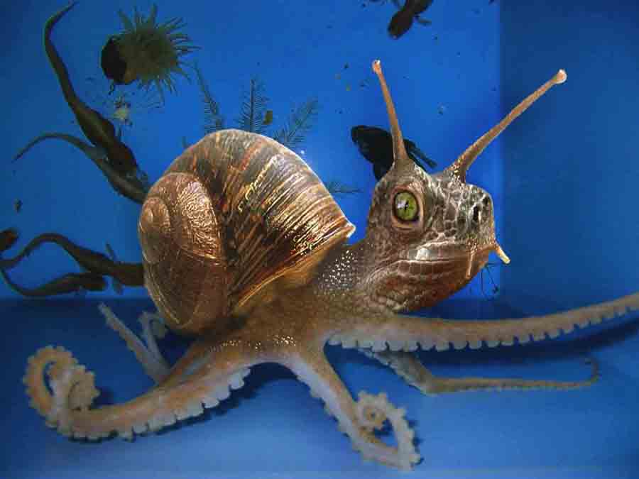 Diseño de Photoshop por cristielayne para DesignCrowd (Community Contests) | Diseño #9105684