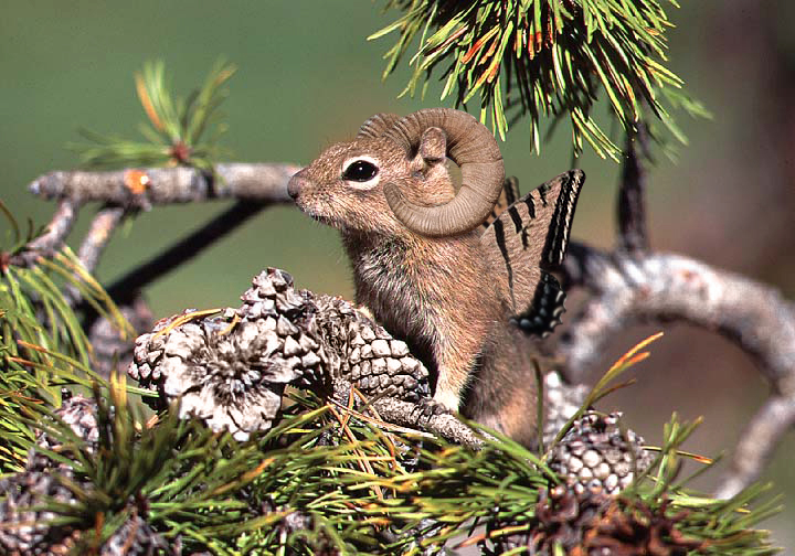 Design Photoshop par lcross pour DesignCrowd (Community Contests) | Design #9105713