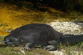 Diseño de Photoshop por Malicai para DesignCrowd (Community Contests) | Diseño #9106107