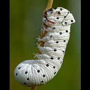 Photoshop Design by Cj