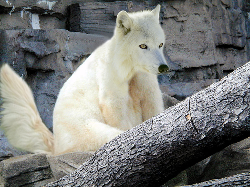 Photoshop Design by moultag for DesignCrowd (Community Contests) | Design #9105995