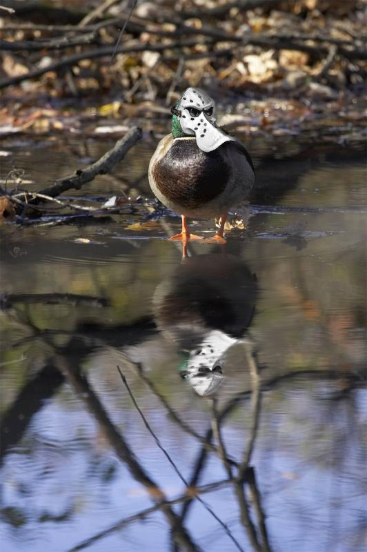 Photoshop-Design von iddad1337 für DesignCrowd (Community Contests) | Design #9102914