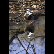 Photoshop Design by iddad1337