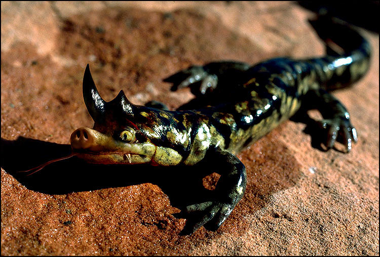 Diseño de Photoshop por BlizzIX para DesignCrowd (Community Contests) | Diseño #9106018