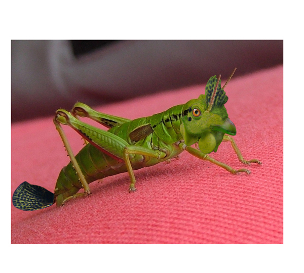 Photoshop Design by baraszkany for DesignCrowd (Community Contests) | Design #9106060