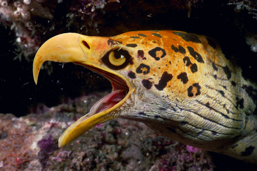 Photoshop Design by robster for DesignCrowd (Community Contests) | Design #9105898