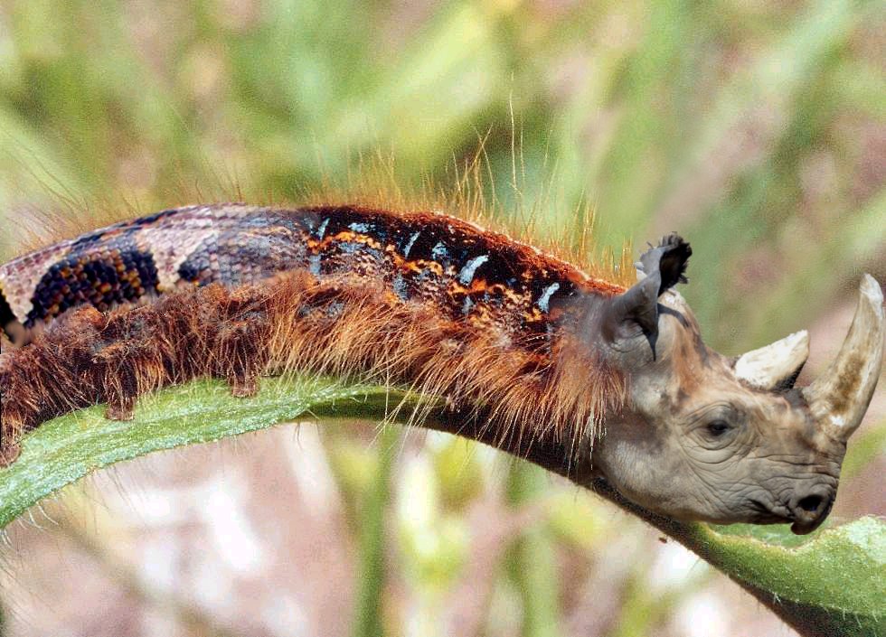 Photoshop Design by monkeywithnobrain for DesignCrowd (Community Contests) | Design #9106011