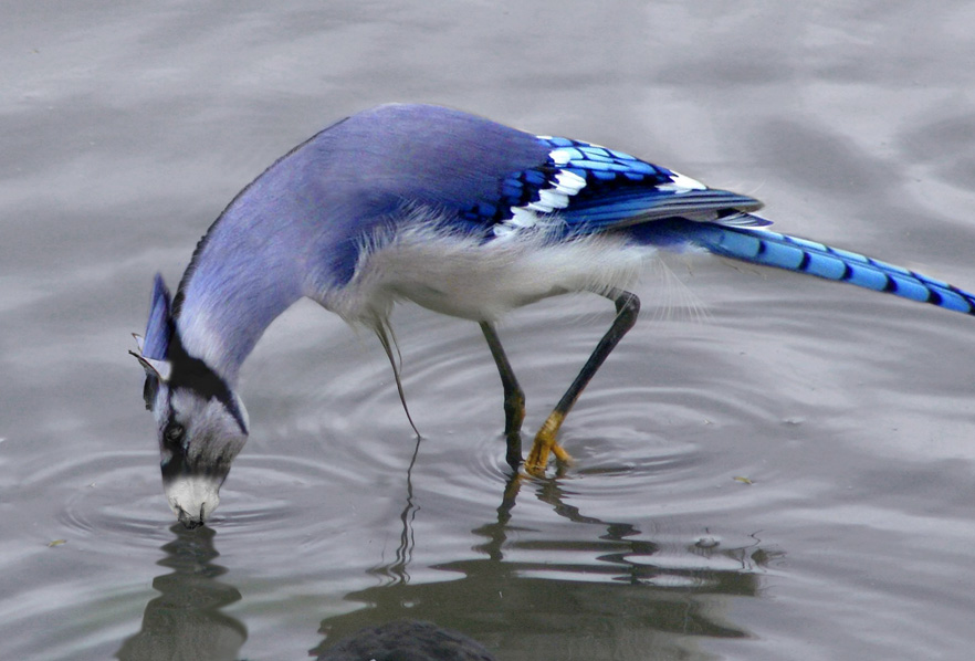 Photoshop Design by mayfae for DesignCrowd (Community Contests) | Design #9105947