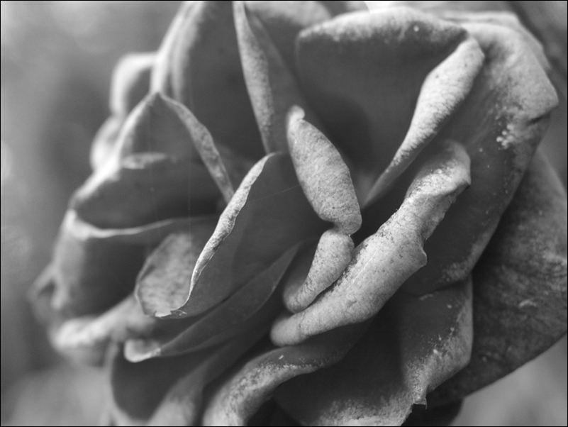 Fotografía por orrielflies para DesignCrowd (Community Contests) | Diseño #9080671