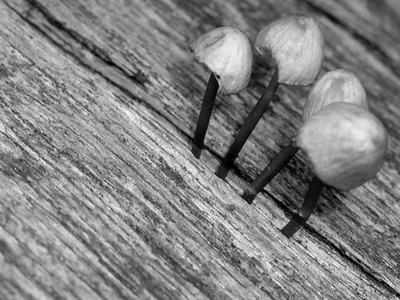 Photography by cccvrcak for DesignCrowd (Community Contests) | Design #9080686