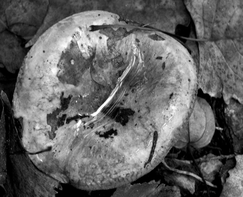 Photography by binkyat3 for DesignCrowd (Community Contests) | Design #9080805