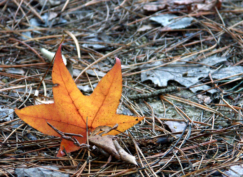 Photography by binkyat3 for DesignCrowd (Community Contests) | Design #9104446