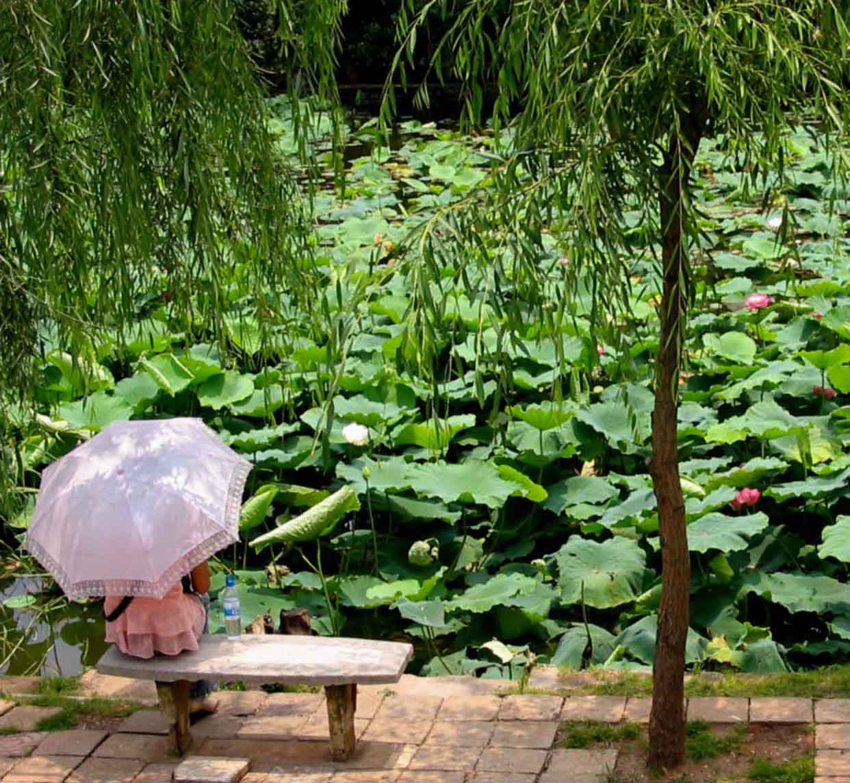 Fotografie von Chupakabra für DesignCrowd (Community Contests) | Design #9104473