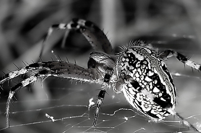 Fotografie von Ramevi für DesignCrowd (Community Contests) | Design #9080792