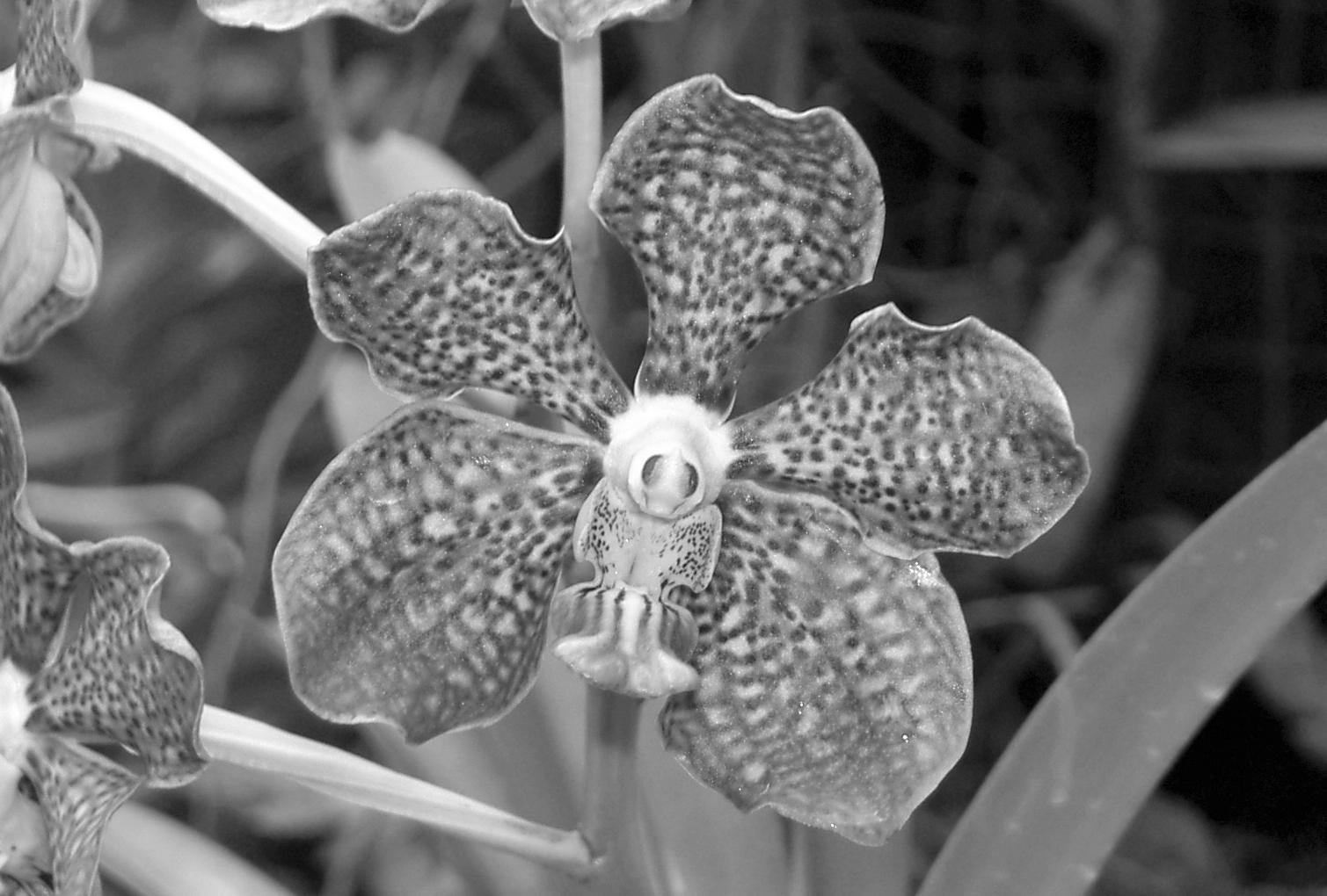 Photography by Schapie for DesignCrowd (Community Contests) | Design #9080827