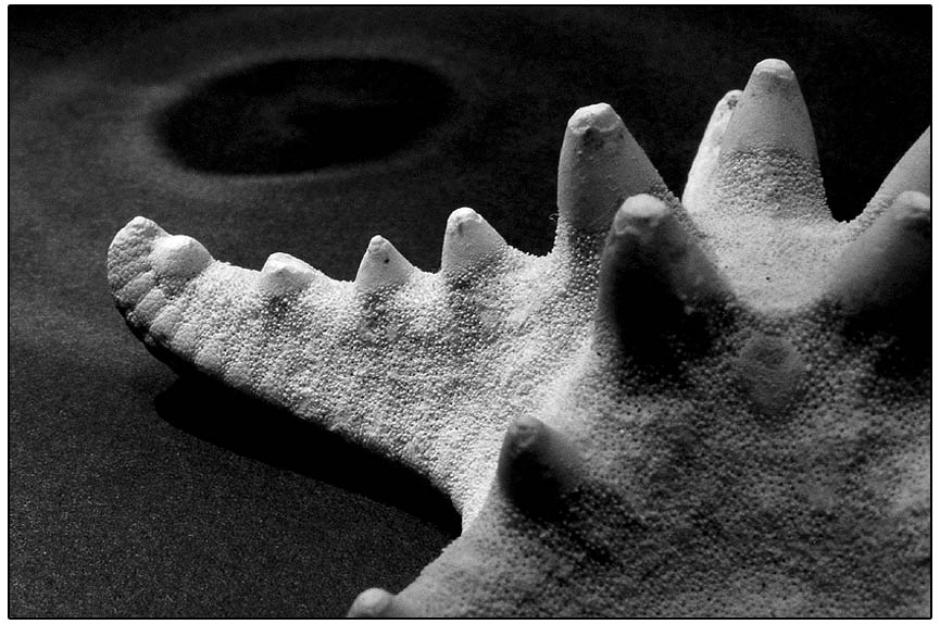 Fotografie von KChris für DesignCrowd (Community Contests) | Design #9080900