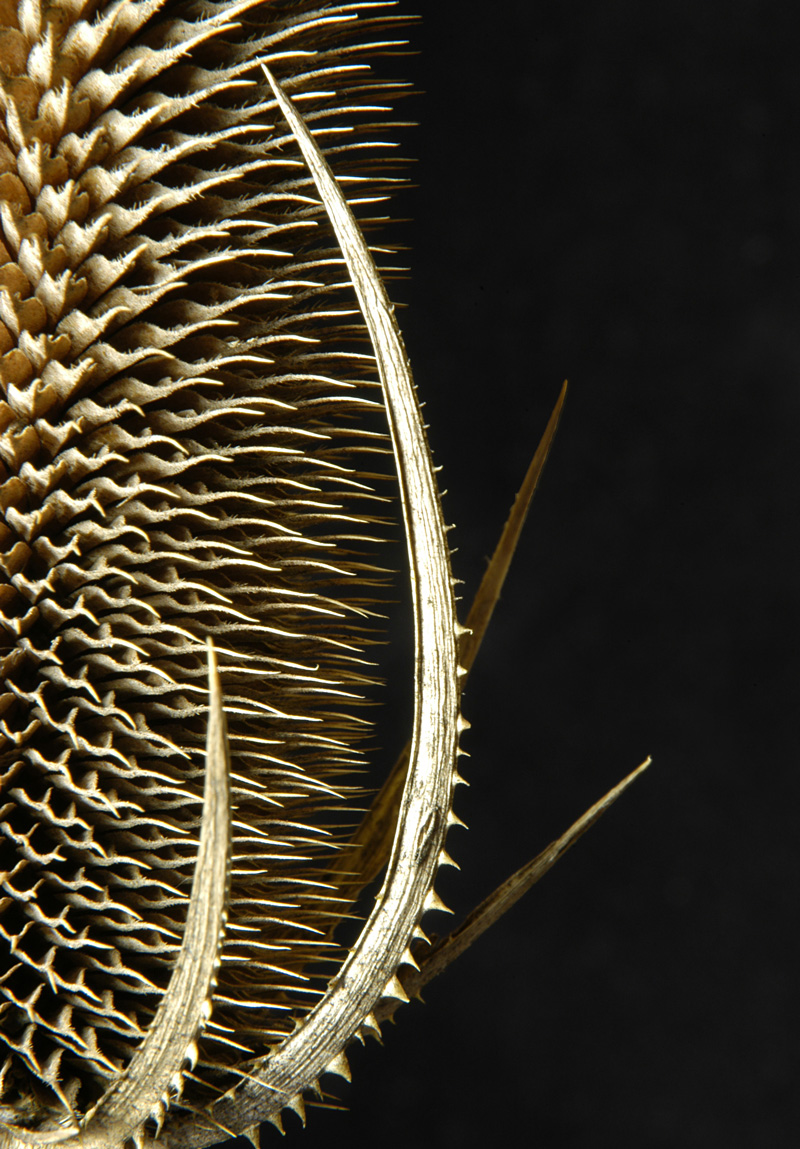 Photography by jonk59 for DesignCrowd (Community Contests) | Design #9081104