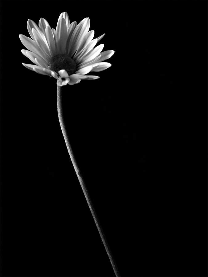 Photography by Dallas_TX for DesignCrowd (Community Contests) | Design #9080851