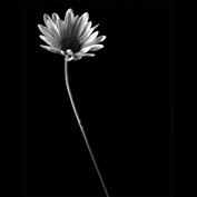 Photography by Dallas_TX