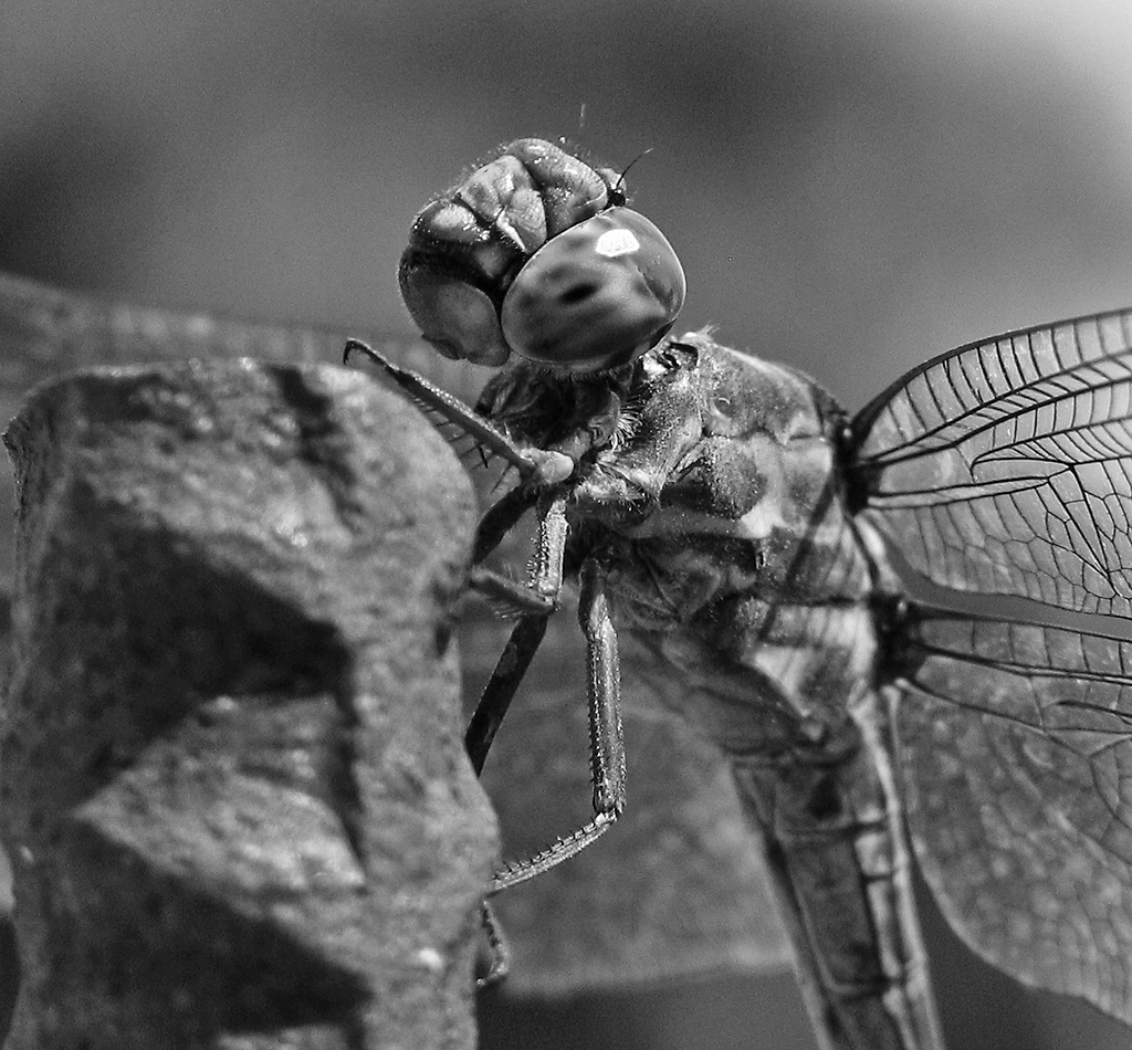Fotografía por rfreeman para DesignCrowd (Community Contests) | Diseño #9080942