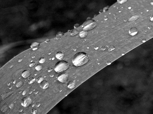 Photographie par AmaElia pour DesignCrowd (Community Contests) | Design #9081079